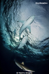 Silk sharks by Massimo Giorgetta 